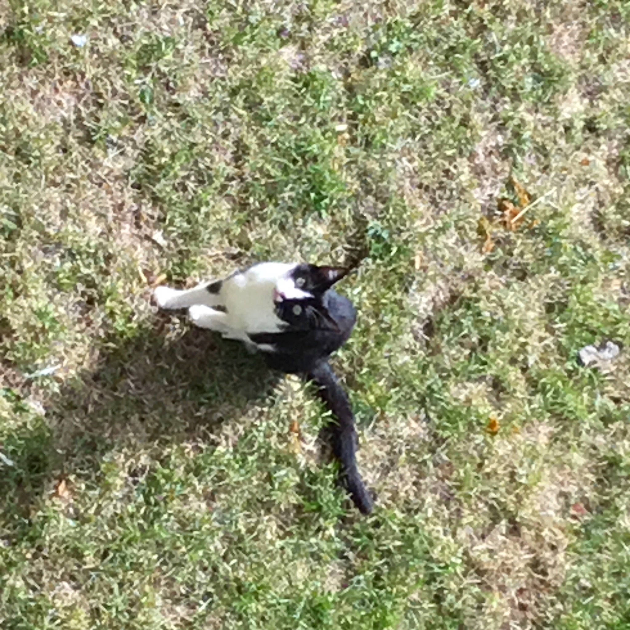 Peter a rejoint le concours — aidez-le/la à gagner de superbes lots ! beak, bird, canidae, carnivore, dog_breed, feather, grass, grassland, groundcover, perching_bird, plant, seabird, soil, sporting_group, tail, terrestrial_animal, tree, water_bird, wildlife, wing