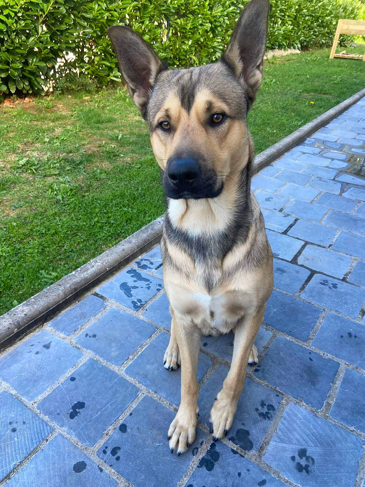 Balou a rejoint le concours — aidez-le/la à gagner de superbes lots ! canidae, carnivore, collar, companion_dog, dog, dog_breed, east_european_shepherd, fawn, flooring, german_shepherd_dog, grass, herding_dog, plant, road_surface, snout, sporting_group, street_dog, terrestrial_animal, working_animal, working_dog