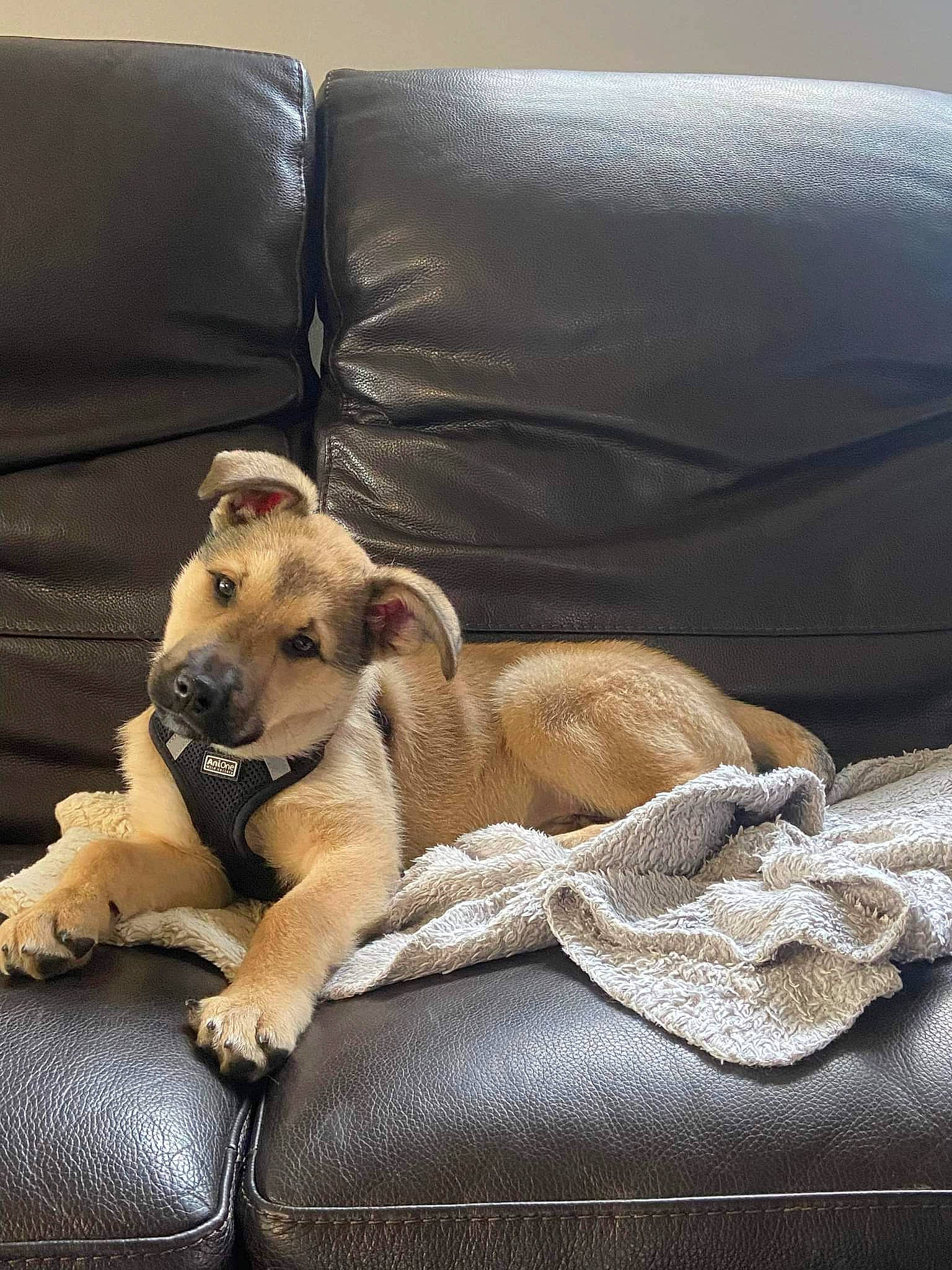 Balou participe au concours pour gagner de l'argent avec cette photo : canidae, carnivore, comfort, companion_dog, couch, dog, dog_breed, dog_supply, fawn, fur, linens, nap, paw, snout, sofa_bed, sporting_group, studio_couch, terrestrial_animal, whiskers, working_animal