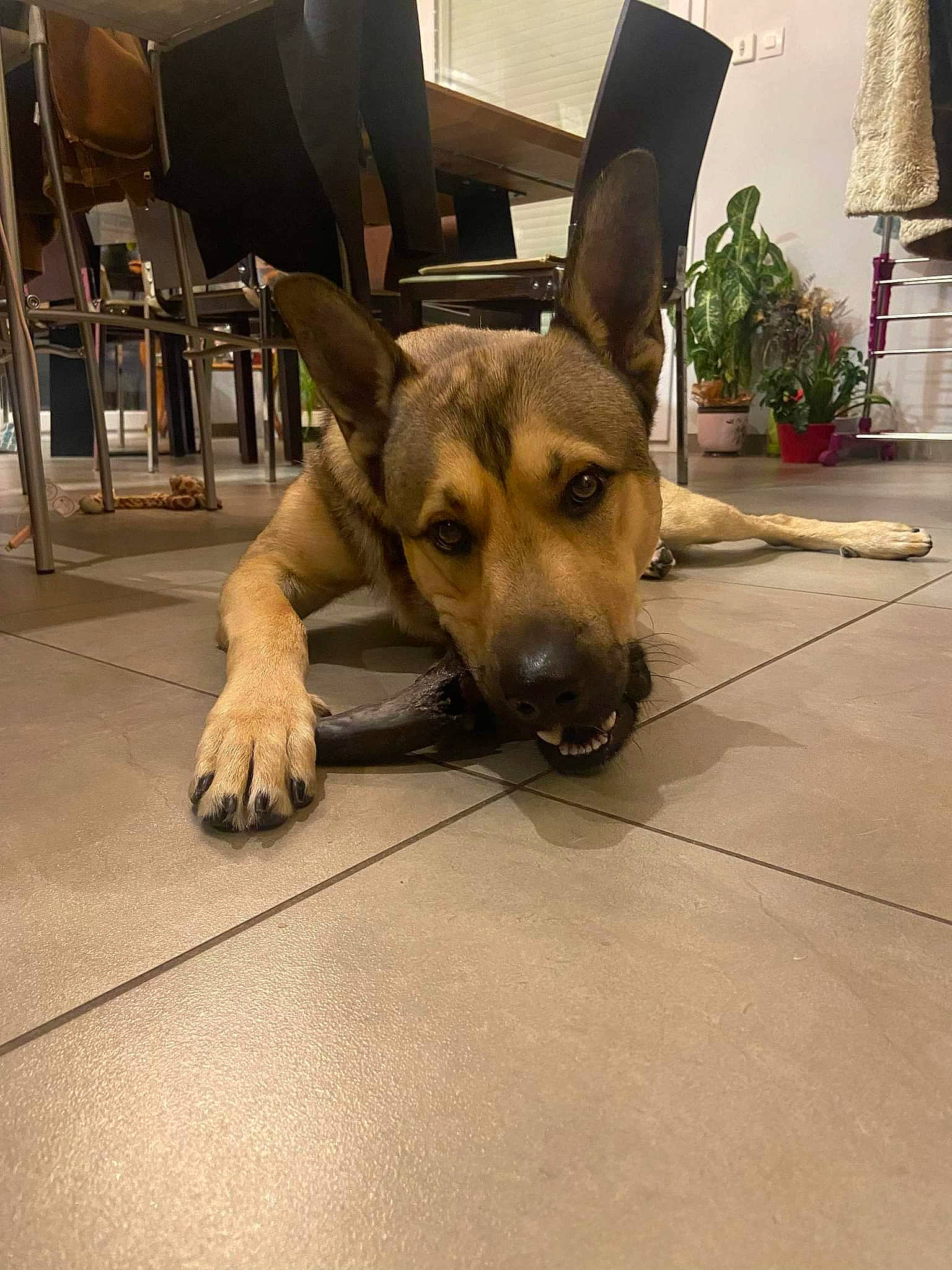 Balou participe au concours pour gagner de l'argent avec cette photo : canidae, carnivore, chair, companion_dog, dog, dog_breed, fawn, floor, flooring, flowerpot, german_shepherd_dog, hardwood, herding_dog, houseplant, old_german_shepherd_dog, plant, snout, sporting_group, wood, working_animal