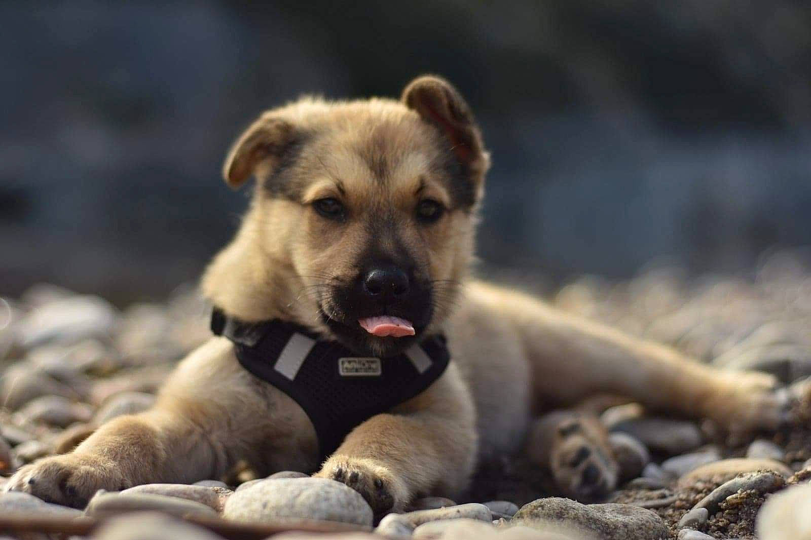 Balou participe au concours pour gagner de l'argent avec cette photo : ancient_dog_breeds, canidae, carnivore, collar, companion_dog, dog, dog_breed, fawn, fur, non_sporting_group, paw, snout, sporting_group, terrestrial_animal, whiskers, wildlife, working_animal