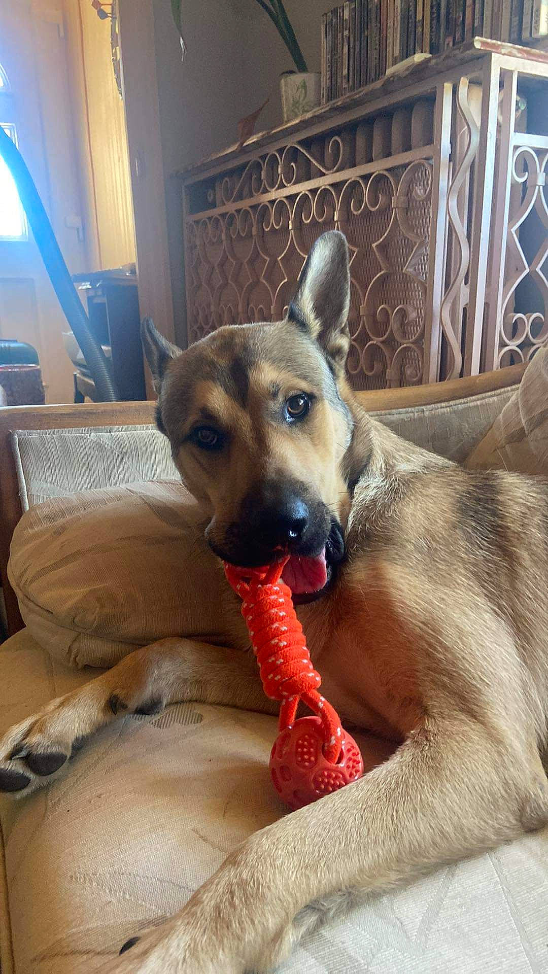 Balou participe au concours pour gagner de l'argent avec cette photo : canidae, carnivore, comfort, companion_dog, dog, dog_breed, dog_supply, fawn, fence, german_shepherd_dog, paw, pet_supply, snout, sporting_group, terrestrial_animal, whiskers, working_dog