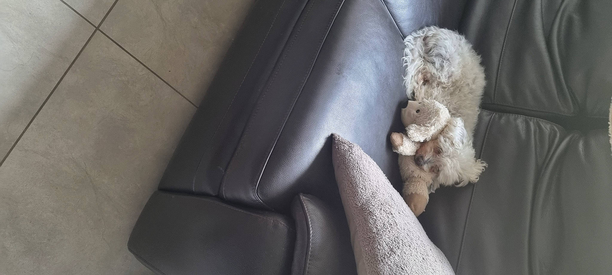 Ascott a rejoint le concours — aidez-le/la à gagner de superbes lots ! armrest, auto_part, automotive_design, automotive_exterior, car_seat, car_seat_cover, chair, comfort, couch, family_car, fashion_accessory, luxury_vehicle, metal, personal_luxury_car, seat_belt, stuffed_toy, teddy_bear, tints_and_shades, toy, vehicle_door