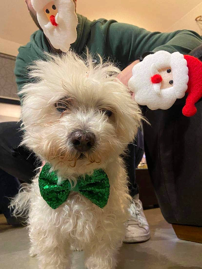 Ascott participe au concours pour gagner de l'argent avec cette photo : carnivore, collar, companion_dog, dog, dog_breed, dog_collar, event, eyewear, fun, fur, glasses, happy, small_terrier, snout, sporting_group, sunglasses, terrier, toy_dog, vertebrate, vision_care