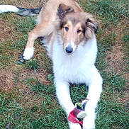 Einstein is registered to the contest to win money with this photo: dog, toy, grass, animal, pet, outdoor, play, fur, white, brown, paws, cute, lying_down, nature, canine, young_dog, front_view, looking, ears, snout