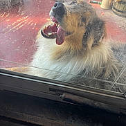 Mateo joined the competition — help win amazing prizes! dog, glass_door, tongue, open_mouth, fur, pet, animal, porch, outdoor, scratched_glass, happy, close_up, nose, teeth, window, daylight, playful, canine, tongue_out, door_frame