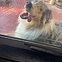 animal, canine, close_up, daylight, dog, door_frame, fur, glass_door, happy, nose, open_mouth, outdoor, pet, playful, porch, scratched_glass, teeth, tongue, tongue_out, window