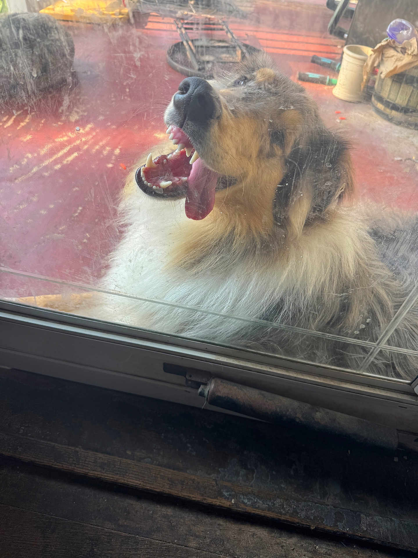 Mateo joined the competition — help win amazing prizes! dog, glass_door, tongue, open_mouth, fur, pet, animal, porch, outdoor, scratched_glass, happy, close_up, nose, teeth, window, daylight, playful, canine, tongue_out, door_frame