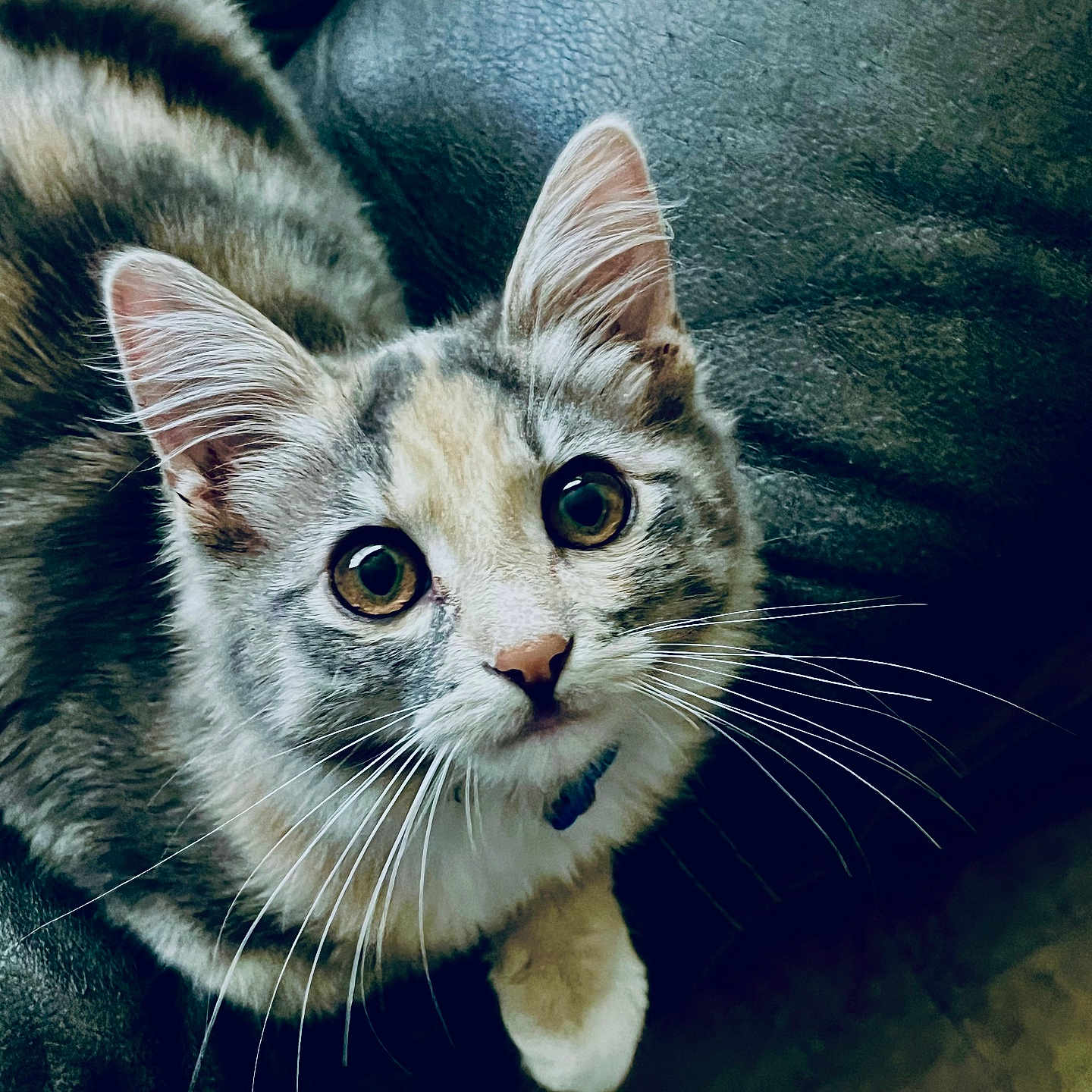Ruby is registered to the contest to win money with this photo: animal, cat, closeup, couch, curious, cute, domestic, eyes, feline, fur, indoor, leather, looking, mammal, paw, pet, portrait, relaxed, tabby, whiskers