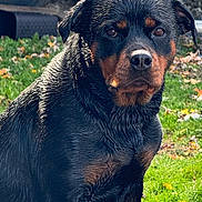 Oakley joined the competition — help win amazing prizes! alloywheel, animal, canine, car, carwheel, dog, field, grass, hound, labradorretriever, machine, pet, plant, puppy, snout, spoke, tire, transportation, vehicle, wheel