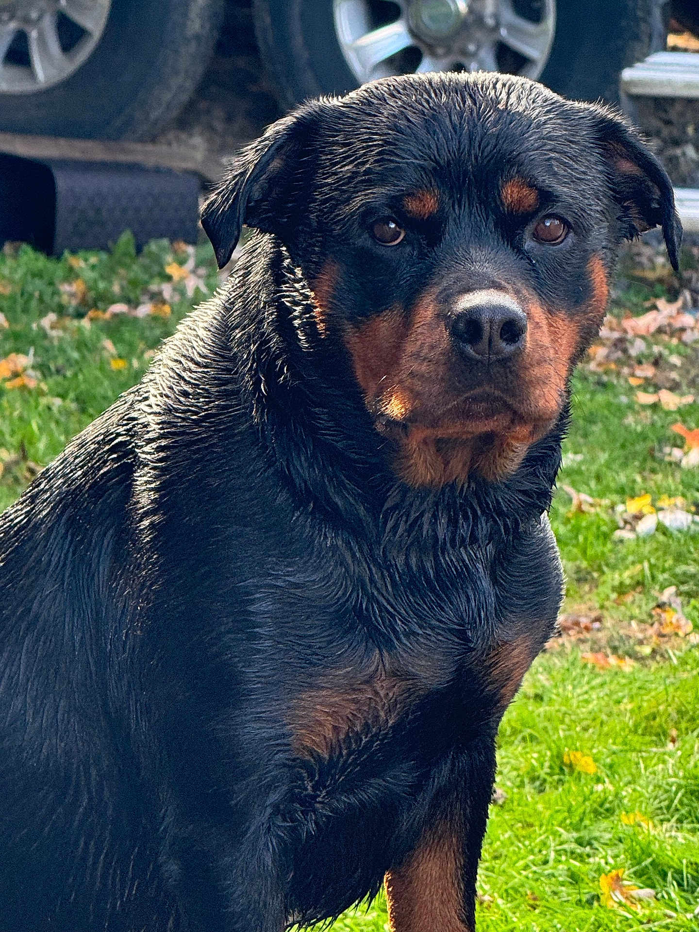 Oakley joined the competition — help win amazing prizes! alloywheel, animal, canine, car, carwheel, dog, field, grass, hound, labradorretriever, machine, pet, plant, puppy, snout, spoke, tire, transportation, vehicle, wheel