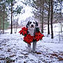 dog, snow, forest, tree, wreath, poinsettia, winter, animal, outdoor, nature, pet, holiday, festive, greenery, red_flowers, fur, canine, seasonal, cold, scenic