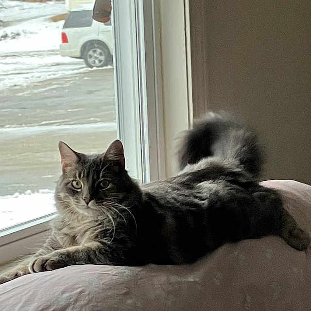 Clark is registered to the contest to win money with this photo: abyssinian, animal, bed, bedroom, car, cat, couch, cushion, furniture, homedecor, indoors, kitten, machine, manx, pet, room, transportation, vehicle, wheel, window