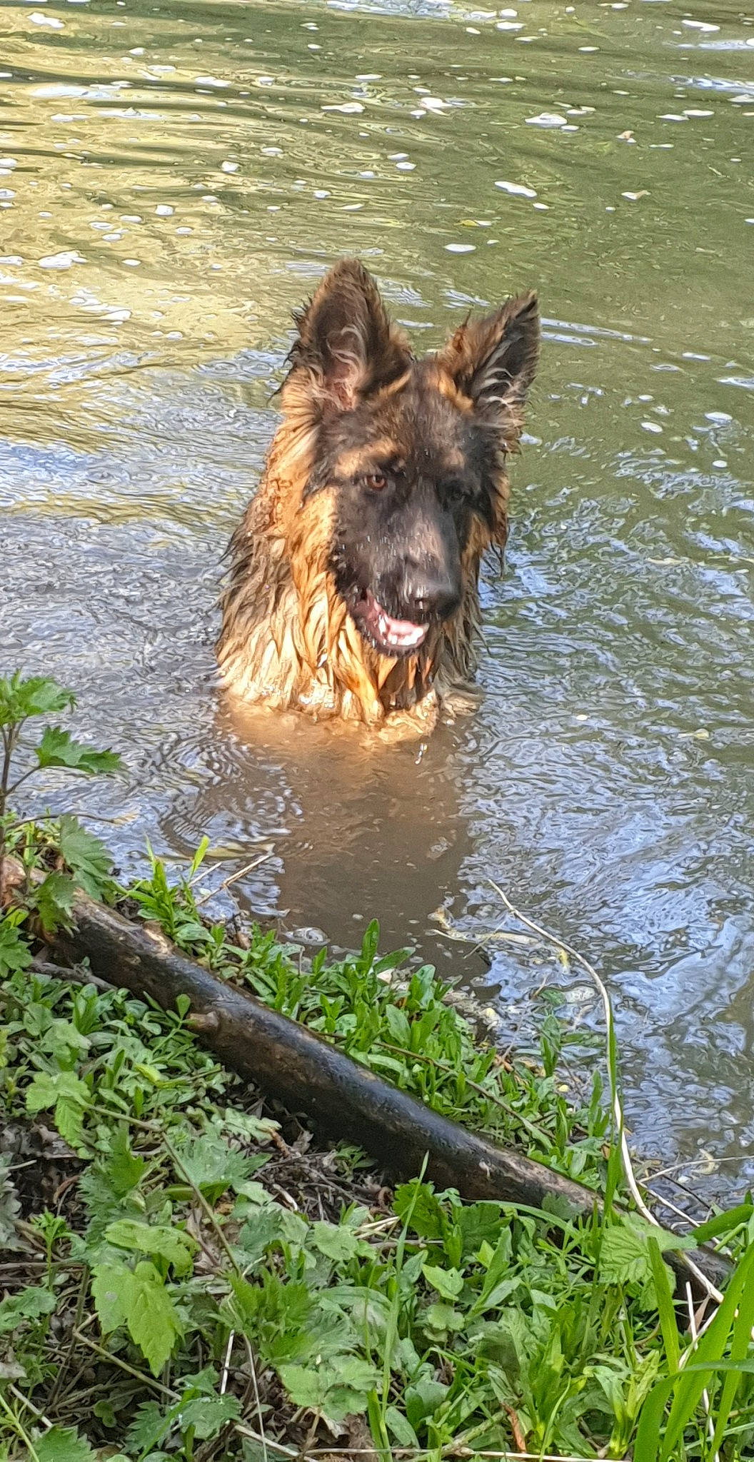 Speedy a rejoint le concours — aidez-le/la à gagner de superbes lots ! canidae, carnivore, dog, dog_breed, east_european_shepherd, grass, guard_dog, herding_dog, king_shepherd, lake, old_german_shepherd_dog, plant, reflection, sporting_group, tree, water, watercourse, wildlife, working_animal, working_dog