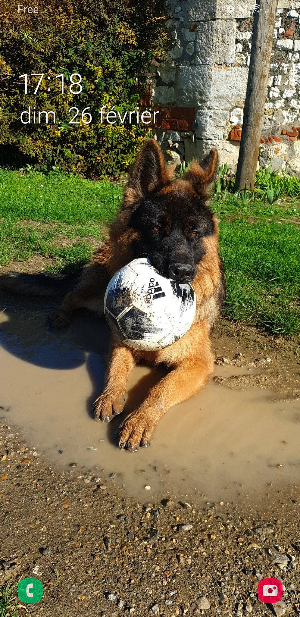 Speedy a rejoint le concours — aidez-le/la à gagner de superbes lots ! australian_cattle_dog, canidae, carnivore, companion_dog, dog, dog_breed, fawn, fur, grass, herding_dog, pack_animal, plant, snout, soil, tail, terrestrial_animal, tree, whiskers, wood, working_animal