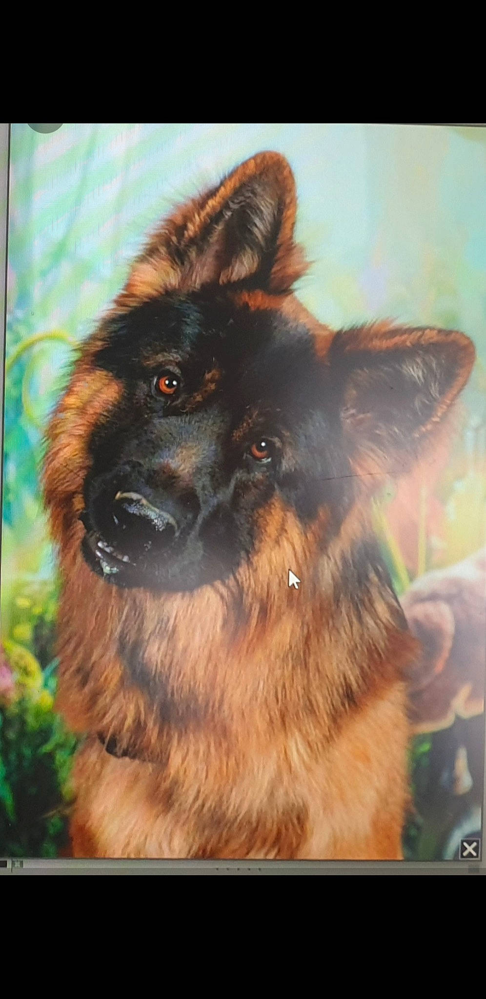 Speedy a rejoint le concours — aidez-le/la à gagner de superbes lots ! ancient_dog_breeds, canidae, carnivore, companion_dog, dog, dog_breed, fawn, fur, giant_dog_breed, guard_dog, herding_dog, king_shepherd, liver, old_german_shepherd_dog, snout, sporting_group, terrestrial_animal, whiskers, working_animal, working_dog