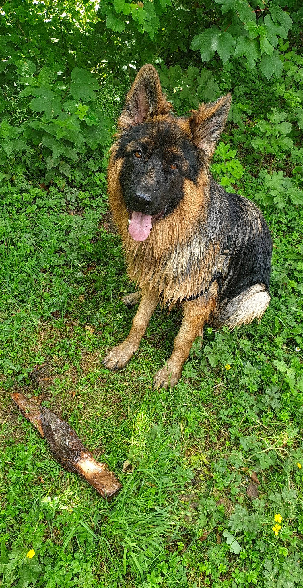 Speedy participe au concours pour gagner de l'argent avec cette photo : art, canidae, carnivore, companion_dog, dog, dog_breed, east_european_shepherd, fawn, fur, german_shepherd_dog, grass, guard_dog, herding_dog, king_shepherd, old_german_shepherd_dog, plant, sporting_group, terrestrial_animal, tervuren, working_dog
