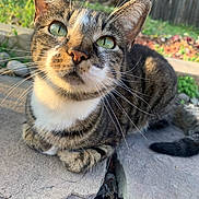Scarlet is registered to the contest to win money with this photo: animal, cat, closeup, curious, cute, daylight, fence, fur, garden, green_eyes, mammal, nature, outdoor, pet, relaxed, resting, stone, sunlight, tabby, whiskers