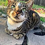 animal, cat, closeup, curious, cute, daylight, fence, fur, garden, green_eyes, mammal, nature, outdoor, pet, relaxed, resting, stone, sunlight, tabby, whiskers