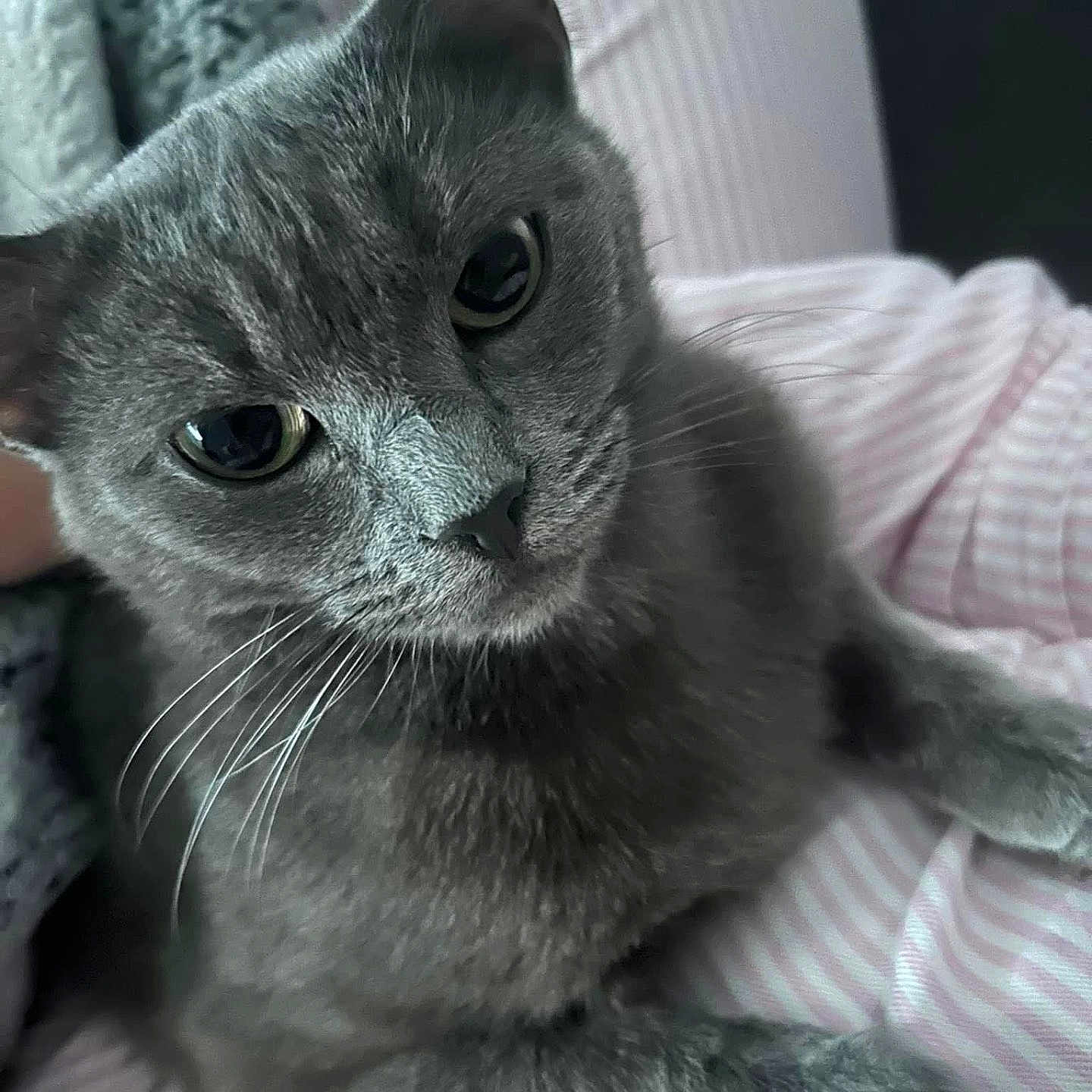 Sheba is registered to the contest to win money with this photo: abyssinian, angora, animal, armchair, blanket, cat, chair, couch, cushion, egyptiancat, furniture, gray, homedecor, kitten, manx, person, pet, quilt, siamese, sleeping