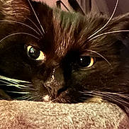 Ethan is registered to the contest to win money with this photo: cat, close_up, black_and_white, whiskers, eyes, indoor, resting, soft_surface, feline, pet, curious, cozy, animal, portrait, face, fur, domestic_animal, whiskers_visible, relaxed, muzzle