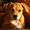 dog, puppy, portrait, golden, brown, short_hair, floppy_ears, front_facing, sitting, paws, claws, black_nose, brown_eyes, white_chest, serious_expression, indoor, couch, fabric, warm_lighting, text_overlay