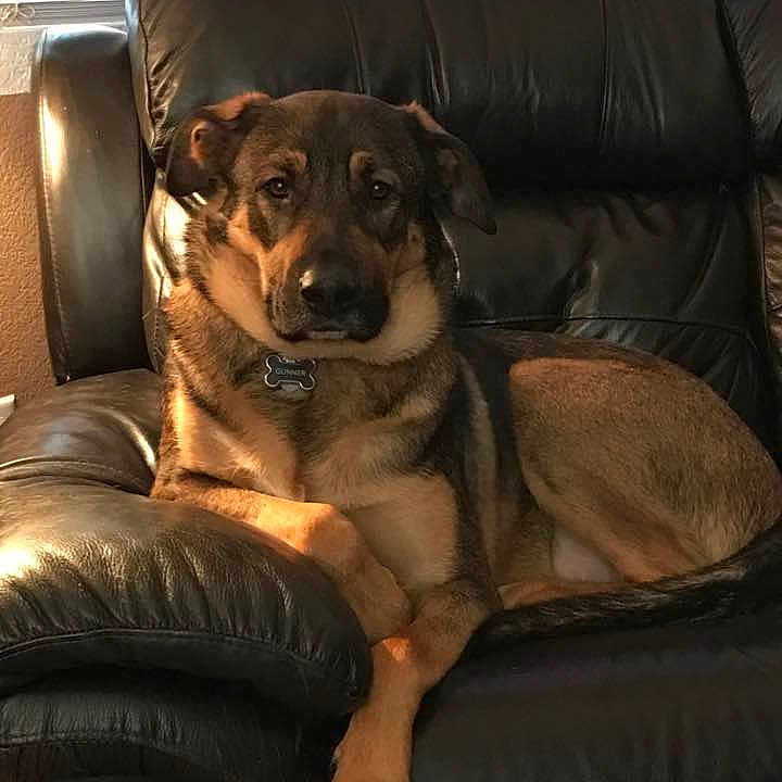 Mr. Gunner The Adult
