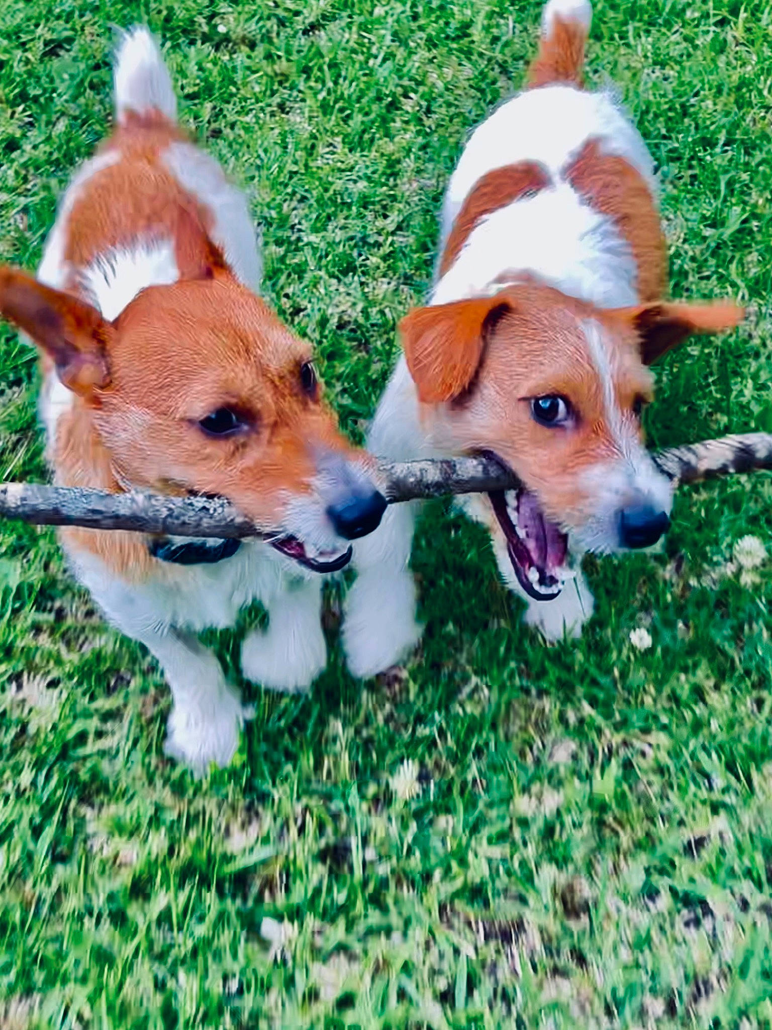 Rip And Rooster is registered to the contest to win money with this photo: basenji, canidae, cardigan_welsh_corgi, carnivore, collar, companion_dog, dog, dog_breed, dog_supply, fawn, grass, herding_dog, mammal, plant, puppy, snout, sporting_group, tail, working_animal, working_dog