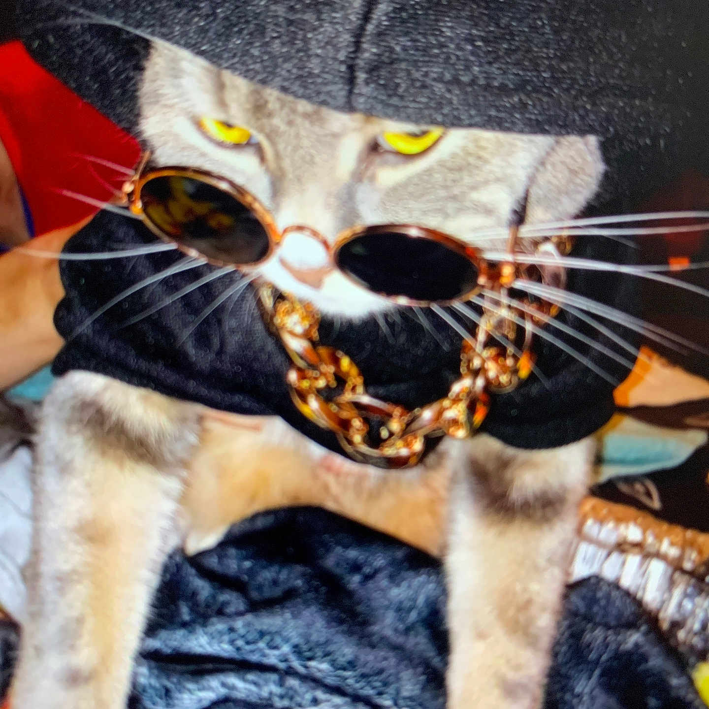 Chevy Joy Cj is registered to the contest to win money with this photo: abyssinian, accessories, animal, canine, cat, clothing, dog, formalwear, glasses, hat, hoodie, kitten, knitwear, manx, pet, sunglasses, sweater, sweatshirt, tie, velvet