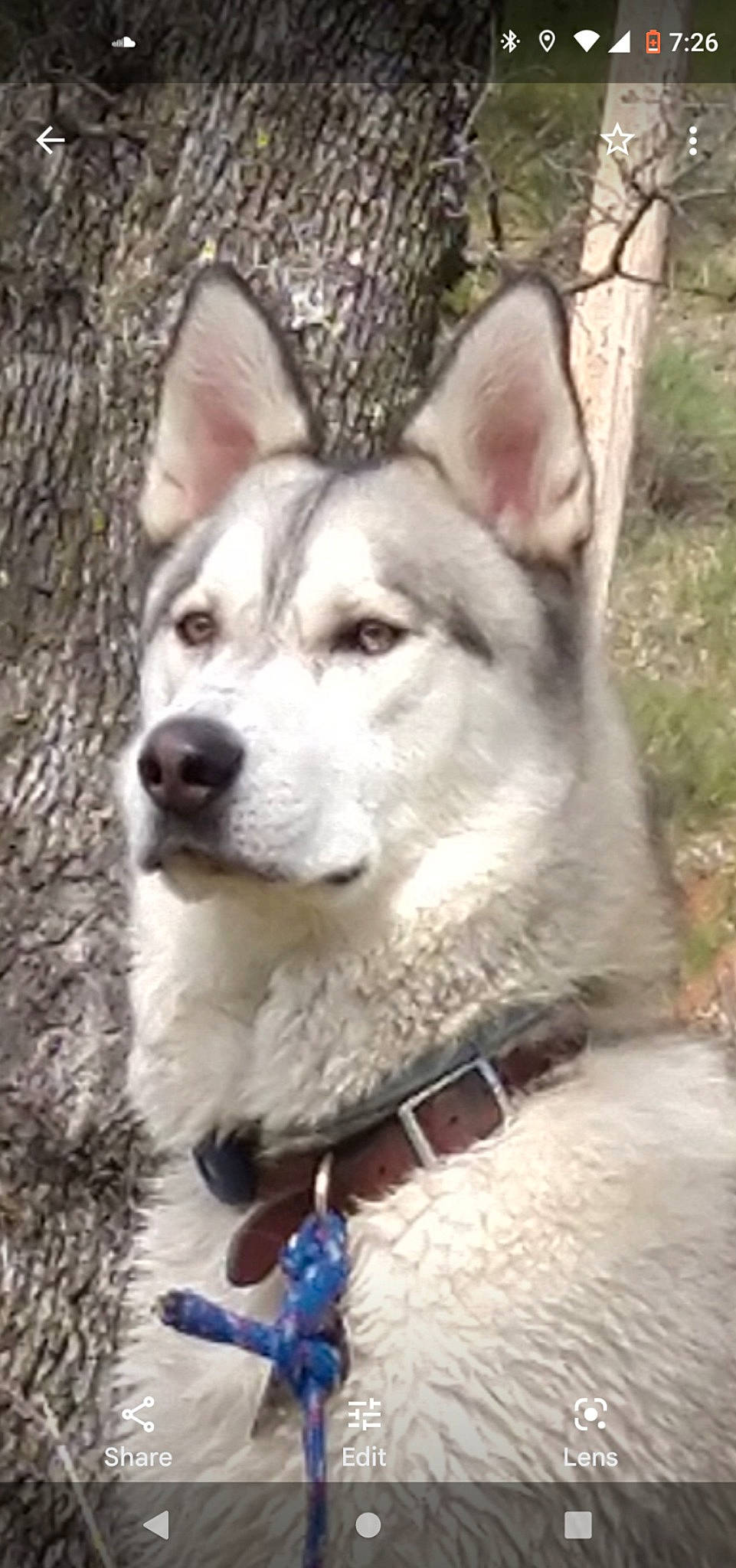 Gatsby is registered to the contest to win money with this photo: canidae, canis, carnivore, collar, companion_dog, dog, dog_breed, fawn, fur, jaw, siberian_husky, sled_dog, snout, sporting_group, terrestrial_animal, whiskers, wildlife, wolf, working_animal, working_dog