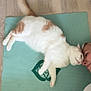 cat, person, yoga_mat, floor, orange_and_white_cat, tail_motion, relaxation, bonding, indoor, wooden_floor, smiling, face_touching, collar, white_clothing, playful, pet, animal, human, mat_pattern, cozy