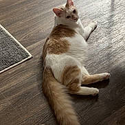 Monty joined the competition — help win amazing prizes! cat, orange_and_white, fluffy_tail, wooden_floor, indoor, relaxed, curious, pet, animal, feline, looking_back, cozy, carpet_edge, home, domestic, resting, cute, mammal, quiet, calm