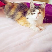 Leia a rejoint le concours — aidez-le/la à gagner de superbes lots ! american_shorthair, carnivore, cat, domestic_long_haired_cat, european_shorthair, fawn, felidae, fur, kitten, maine_coon, mammal, norwegian_forest_cat, ragamuffin, small_to_medium_sized_cats, whiskers