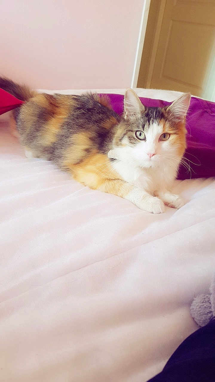 Leia