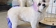 Hayley a rejoint le concours — aidez-le/la à gagner de superbes lots ! ancient_dog_breeds, bichon, bolonka, canidae, carnivore, chinese_imperial_dog, companion_dog, dog, dog_breed, havanese, mal_shi, maltese, mammal, morkie, puppy, rare_breed_dog, shih_tzu, snout, toy_dog, vertebrate