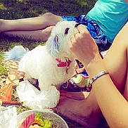 Hayley participe au concours pour gagner de l'argent avec cette photo : canidae, carnivore, companion_dog, dog, dog_breed, eating, fawn, food, non_sporting_group, retriever, sporting_group