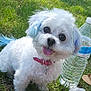 Hayley participe au concours pour gagner de l'argent avec cette photo : bichon, bichon_frise, bolonka, canidae, carnivore, chinese_imperial_dog, companion_dog, dog, dog_breed, havanese, kyi_leo, mal_shi, maltepoo, maltese, mammal, morkie, puppy, shih_tzu, sporting_lucas_terrier, vertebrate