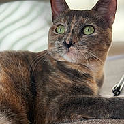 Bonnie is registered to the contest to win money with this photo: cat, tortoiseshell_cat, green_eyes, close_up, pet, feline, animal, resting, indoor, fur, whiskers, ears, face, portrait, soft_light, texture, couch, relaxed, domestic_animal, mammal