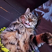 Ditchy is registered to the contest to win money with this photo: cat, tabby, pet, sleeping, tongue_out, fur, cozy, blanket, indoor, relaxed, cute, animal, mammal, whiskers, paw, feline, resting, domestic_animal, soft, cute_face