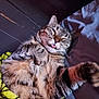 cat, tabby, pet, sleeping, tongue_out, fur, cozy, blanket, indoor, relaxed, cute, animal, mammal, whiskers, paw, feline, resting, domestic_animal, soft, cute_face