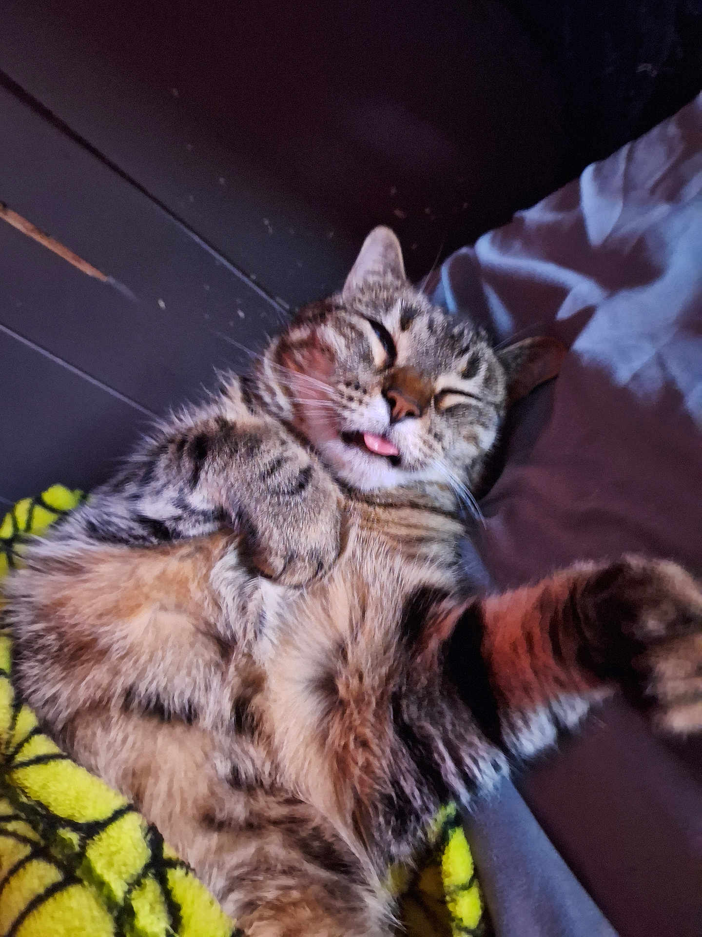 Ditchy is registered to the contest to win money with this photo: cat, tabby, pet, sleeping, tongue_out, fur, cozy, blanket, indoor, relaxed, cute, animal, mammal, whiskers, paw, feline, resting, domestic_animal, soft, cute_face