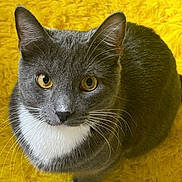 Perry joined the competition — help win amazing prizes! cat, gray_cat, white_chest, yellow_eyes, whiskers, feline, pet, indoor, curious, looking_up, yellow_carpet, furry, cute, animal, mammal, domestic_cat, soft_texture, close_up, fluffy, sitting