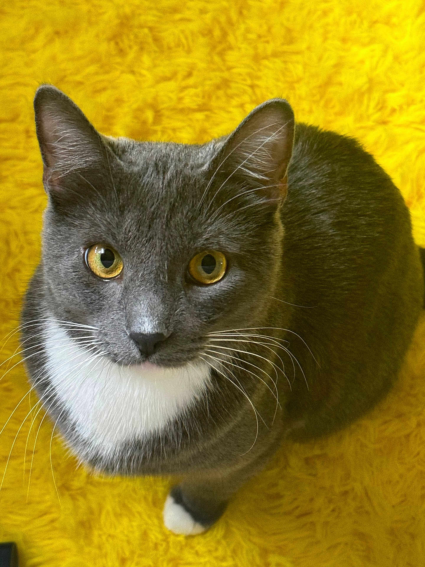 Perry joined the competition — help win amazing prizes! cat, gray_cat, white_chest, yellow_eyes, whiskers, feline, pet, indoor, curious, looking_up, yellow_carpet, furry, cute, animal, mammal, domestic_cat, soft_texture, close_up, fluffy, sitting