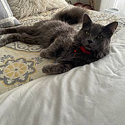 Blue joined the competition — help win amazing prizes! cat, gray_cat, fluffy, collar, bed, bedspread, pillow, indoor, pet, feline, resting, relaxed, cozy, fur, domestic_animal, animal, cute, whiskers, tail, window_light