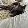 cat, gray_cat, fluffy, collar, bed, bedspread, pillow, indoor, pet, feline, resting, relaxed, cozy, fur, domestic_animal, animal, cute, whiskers, tail, window_light