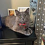Blue joined the competition — help win amazing prizes! cat, gray_cat, pet, feline, collar, red_collar, furniture, black_furniture, indoors, home, decor, mirror, photograph, framed_photo, portrait, relaxed, animal, whiskers, yellow_eyes, cute