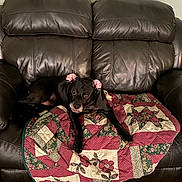 Shelby joined the competition — help win amazing prizes! animal, black_dog, carpet, comfort, companion, cozy, curious, decor, dog, domestic, furniture, home, indoor, leather_couch, looking_up, patchwork, pet, quilt, relaxed, seated