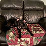 animal, black_dog, carpet, comfort, companion, cozy, curious, decor, dog, domestic, furniture, home, indoor, leather_couch, looking_up, patchwork, pet, quilt, relaxed, seated