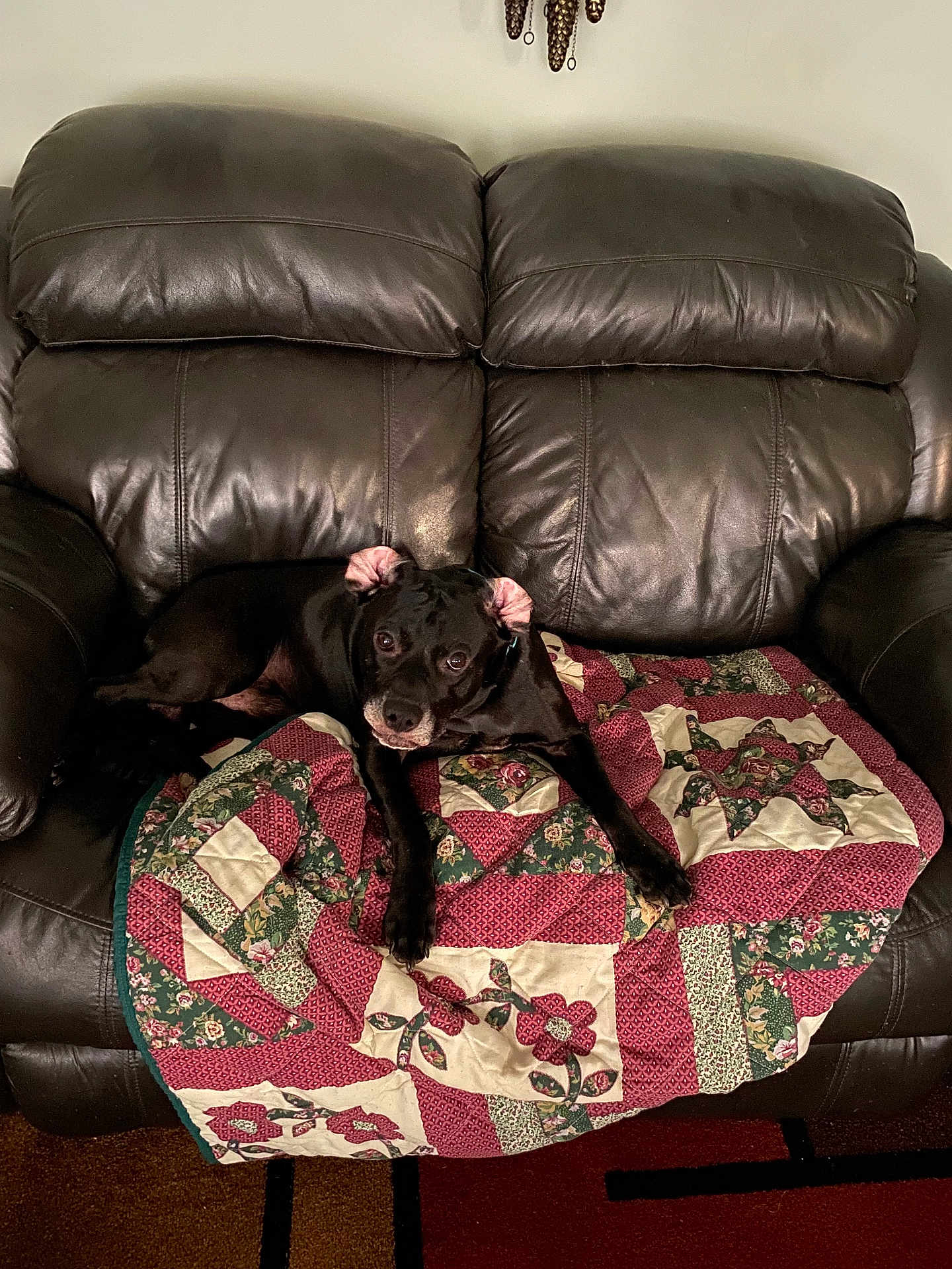 Shelby joined the competition — help win amazing prizes! animal, black_dog, carpet, comfort, companion, cozy, curious, decor, dog, domestic, furniture, home, indoor, leather_couch, looking_up, patchwork, pet, quilt, relaxed, seated