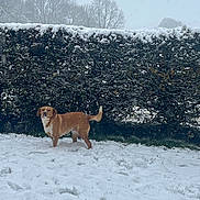 Kara participe au concours pour gagner de l'argent avec cette photo : dog, snow, hedge, winter, outdoor, animal, canine, nature, tree, cold, fur, pet, landscape, daytime, leafless, grass, season, sky, quiet, scenery